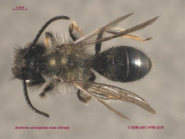Photo of Andrena rufosignata by Spencer Entomological Museum